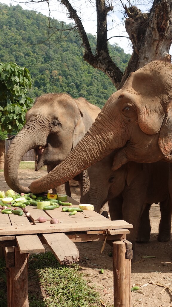 Three elephants eating their lunch at an elephant sanctuary in Chiang Mai Thailand