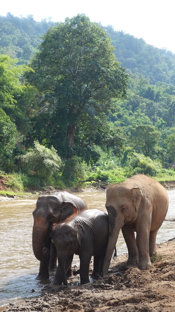 Elephants bathing together while solo female traveler visits elephant sanctuary in Chiang Mai, Thailand